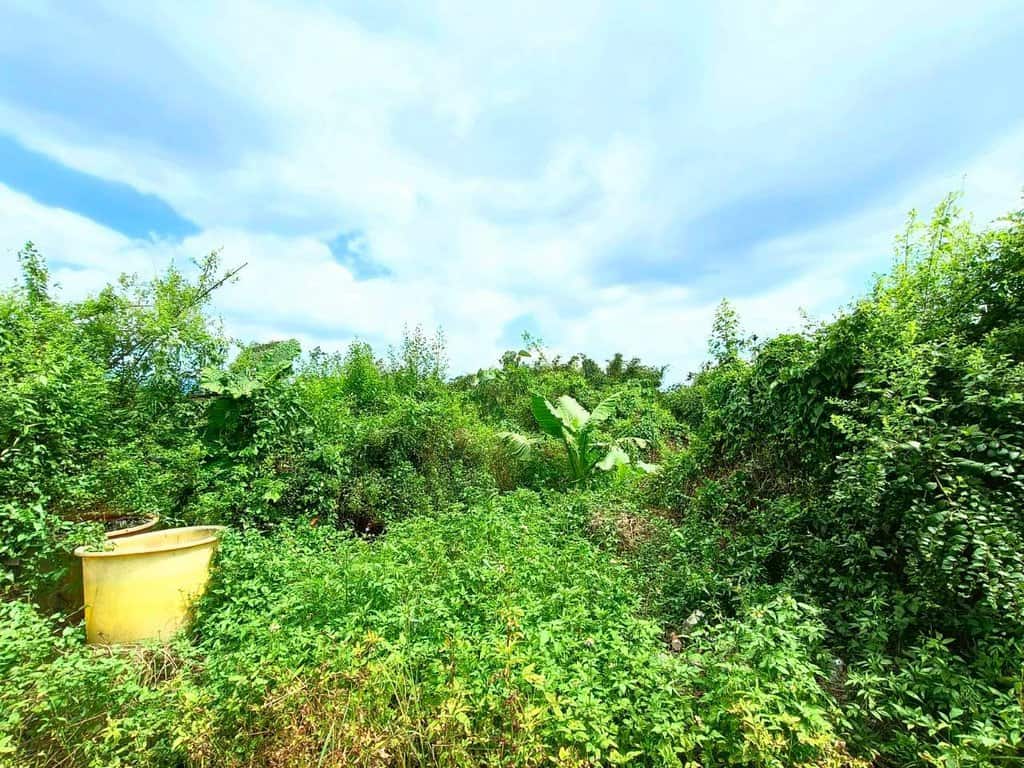 Line Album 白河交流道旁一般農地 250822 17